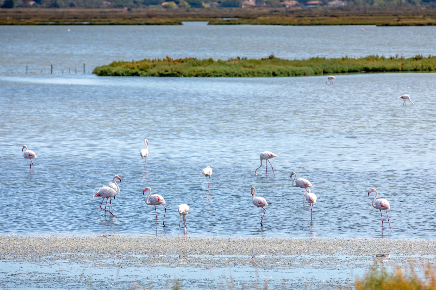 Delta del Po e Birdwatching: la natura meravigliosa a due passi da Ravenna
